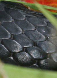 Black Racer